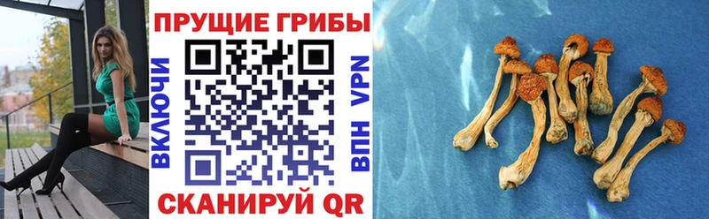 Псилоцибиновые грибы MAGIC MUSHROOMS  мега зеркало  Озёрск 